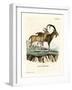 Nubian Ibex-null-Framed Giclee Print