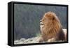 Nubian Lion, Extinct in Wild-null-Framed Stretched Canvas