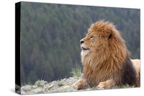 Nubian Lion, Extinct in Wild-null-Stretched Canvas