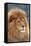 Nubian Lion, Extinct in Wild-null-Framed Stretched Canvas