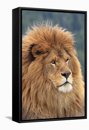 Nubian Lion, Extinct in Wild-null-Framed Stretched Canvas