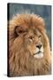 Nubian Lion, Extinct in Wild-null-Stretched Canvas