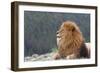 Nubian Lion, Extinct in Wild-null-Framed Photographic Print