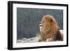 Nubian Lion, Extinct in Wild-null-Framed Photographic Print