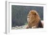 Nubian Lion, Extinct in Wild-null-Framed Photographic Print