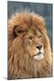 Nubian Lion, Extinct in Wild-null-Mounted Photographic Print