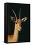 Nubian Red-Fronted Gazelle-DLILLC-Framed Stretched Canvas