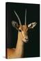 Nubian Red-Fronted Gazelle-DLILLC-Stretched Canvas