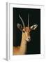 Nubian Red-Fronted Gazelle-DLILLC-Framed Photographic Print