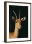 Nubian Red-Fronted Gazelle-DLILLC-Framed Photographic Print