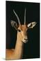 Nubian Red-Fronted Gazelle-DLILLC-Mounted Photographic Print