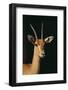 Nubian Red-Fronted Gazelle-DLILLC-Framed Photographic Print
