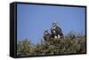 Nubian Vultures (Torgos Tracheliotus), Masai Mara National Reserve, Kenya, East Africa, Africa-Angelo Cavalli-Framed Stretched Canvas