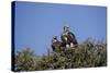 Nubian Vultures (Torgos Tracheliotus), Masai Mara National Reserve, Kenya, East Africa, Africa-Angelo Cavalli-Stretched Canvas