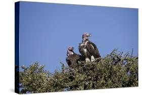 Nubian Vultures (Torgos Tracheliotus), Masai Mara National Reserve, Kenya, East Africa, Africa-Angelo Cavalli-Stretched Canvas