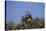 Nubian Vultures (Torgos Tracheliotus), Masai Mara National Reserve, Kenya, East Africa, Africa-Angelo Cavalli-Stretched Canvas