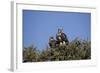 Nubian Vultures (Torgos Tracheliotus), Masai Mara National Reserve, Kenya, East Africa, Africa-Angelo Cavalli-Framed Photographic Print