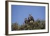 Nubian Vultures (Torgos Tracheliotus), Masai Mara National Reserve, Kenya, East Africa, Africa-Angelo Cavalli-Framed Photographic Print