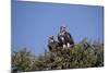 Nubian Vultures (Torgos Tracheliotus), Masai Mara National Reserve, Kenya, East Africa, Africa-Angelo Cavalli-Mounted Photographic Print