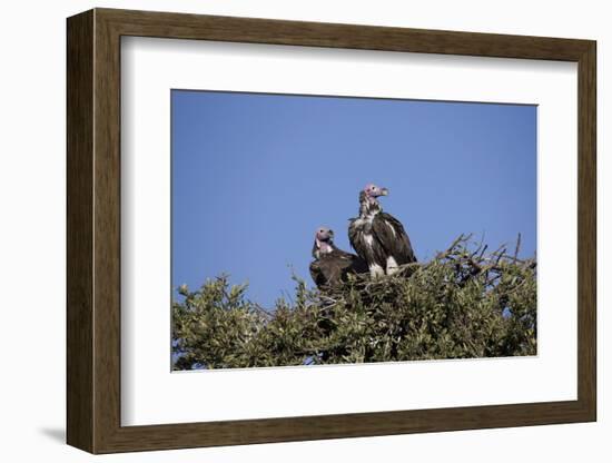 Nubian Vultures (Torgos Tracheliotus), Masai Mara National Reserve, Kenya, East Africa, Africa-Angelo Cavalli-Framed Photographic Print