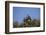 Nubian Vultures (Torgos Tracheliotus), Masai Mara National Reserve, Kenya, East Africa, Africa-Angelo Cavalli-Framed Photographic Print