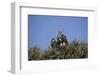 Nubian Vultures (Torgos Tracheliotus), Masai Mara National Reserve, Kenya, East Africa, Africa-Angelo Cavalli-Framed Photographic Print