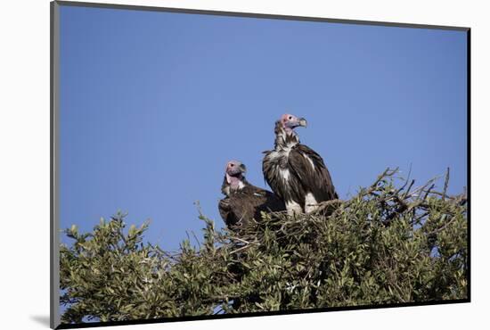 Nubian Vultures (Torgos Tracheliotus), Masai Mara National Reserve, Kenya, East Africa, Africa-Angelo Cavalli-Mounted Photographic Print