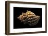 Nucella Lamellosa-Paul Starosta-Framed Photographic Print