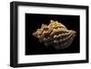 Nucella Lamellosa-Paul Starosta-Framed Photographic Print