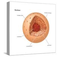 Nucleus, Cellular Organelle, Cell Biology-Encyclopaedia Britannica-Stretched Canvas