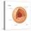 Nucleus, Cellular Organelle, Cell Biology-Encyclopaedia Britannica-Stretched Canvas