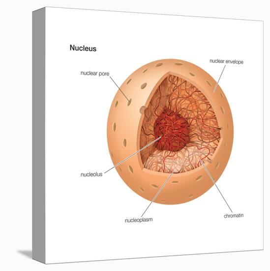 Nucleus, Cellular Organelle, Cell Biology-Encyclopaedia Britannica-Stretched Canvas