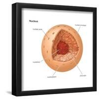 Nucleus, Cellular Organelle, Cell Biology-Encyclopaedia Britannica-Framed Poster