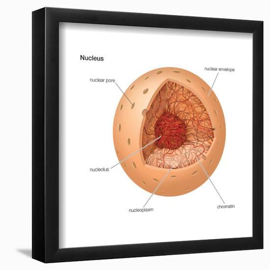 Nucleus, Cellular Organelle, Cell Biology-Encyclopaedia Britannica-Framed Poster