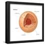 Nucleus, Cellular Organelle, Cell Biology-Encyclopaedia Britannica-Framed Poster