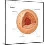 Nucleus, Cellular Organelle, Cell Biology-Encyclopaedia Britannica-Mounted Poster