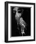 Nude, 1978 (gelatin silver print)-Brett Weston-Framed Premium Photographic Print