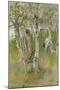 Nude Boy among Birches, 1898-Carl Larsson-Mounted Giclee Print