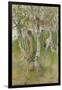 Nude Boy among Birches, 1898-Carl Larsson-Framed Giclee Print