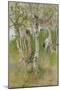Nude Boy among Birches, 1898-Carl Larsson-Mounted Giclee Print