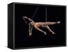 Nude female acrobat-Panoramic Images-Framed Stretched Canvas