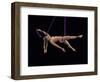 Nude female acrobat-Panoramic Images-Framed Photographic Print