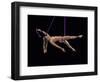 Nude female acrobat-Panoramic Images-Framed Photographic Print