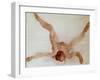 Nude Female Lying on Her Back-Auguste Rodin-Framed Giclee Print