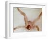 Nude Female Lying on Her Back-Auguste Rodin-Framed Giclee Print