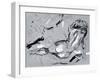 Nude Figure 3-Stefano Altamura-Framed Giclee Print