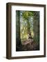 Nude nymph-like woman in forest-Panoramic Images-Framed Photographic Print