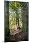 Nude nymph-like woman in forest-Panoramic Images-Mounted Photographic Print
