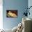 Nude on a Blue Cushion-Amedeo Modigliani-Mounted Art Print displayed on a wall