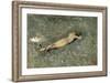 Nude on the Beach at Portici, 1874-Maria Fortuny-Framed Giclee Print